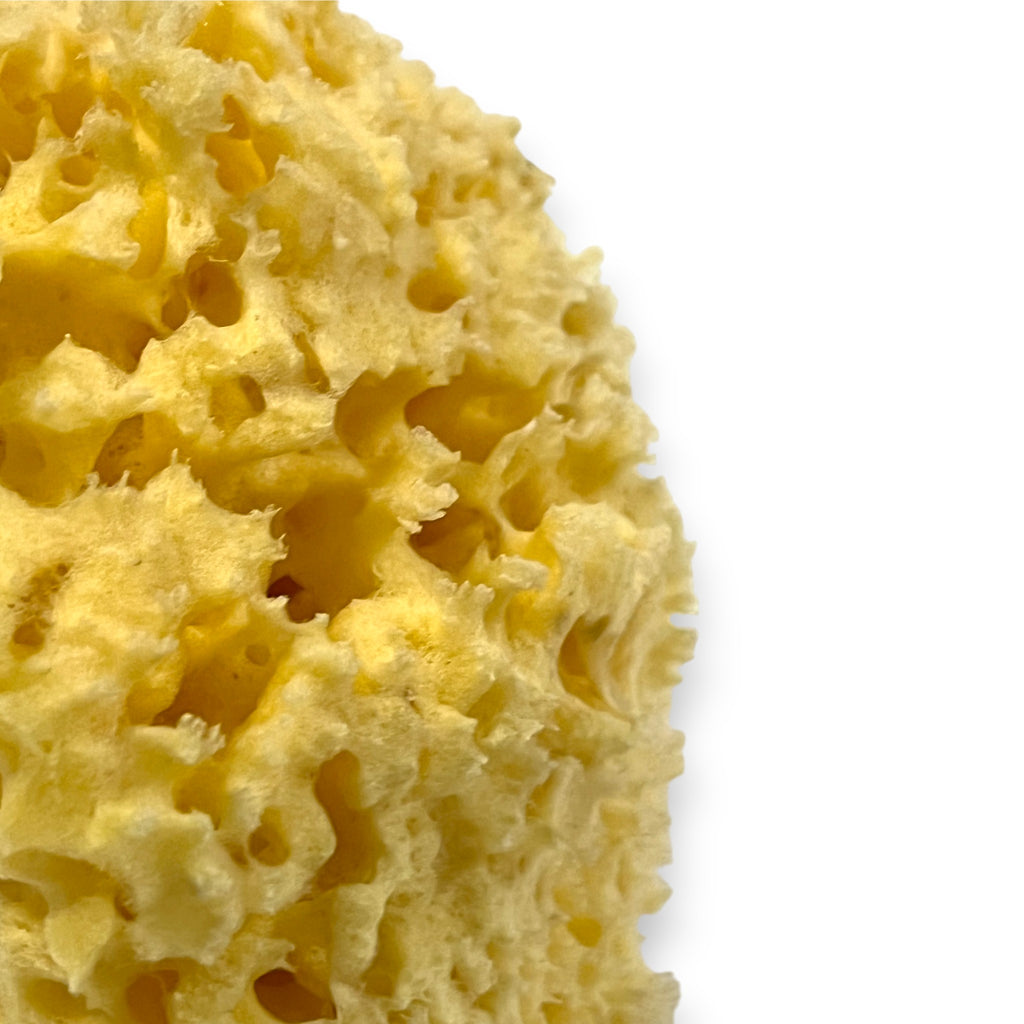 Natural Organic Sea Sponge