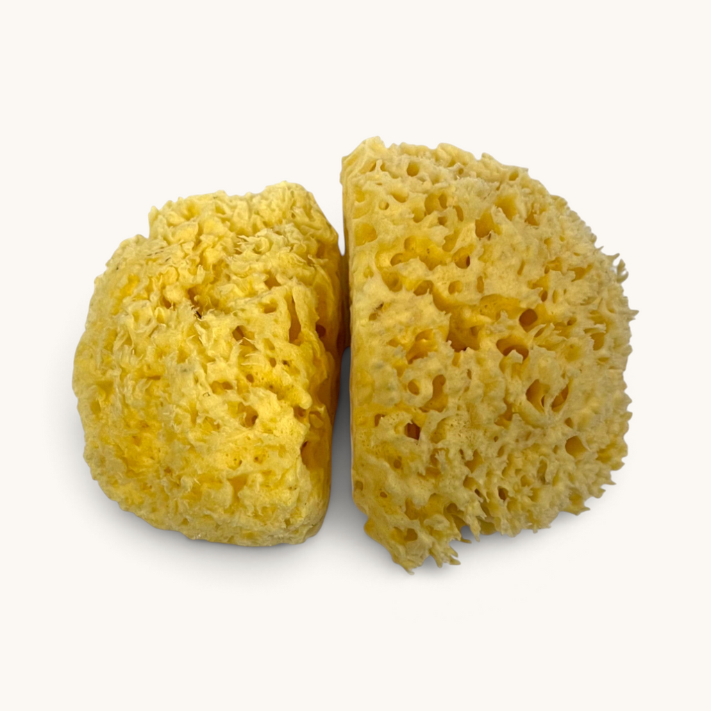 Éponge de mer naturelle et organique tuyya, jaune, texturée et absorbante, idéale pour une exfoliation douce du corps.